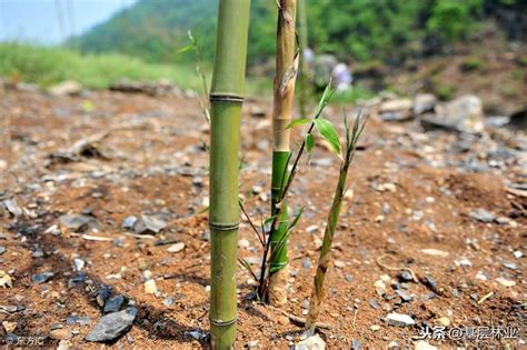 竹子種植|竹子种植方法和注意事项